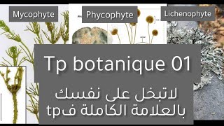 Compte rendu de botanique L2 snv Tp 01 les mycophytes phycophytes et lichenophytes [upl. by Kcirrek]