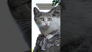 Rescuing A Cat Stuck On A Roof or Tree [upl. by Cochard]