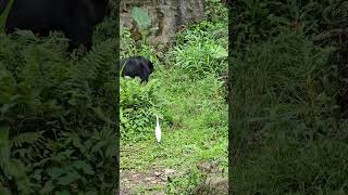 台灣黑熊Formosan Black Bear與黃頭鷺Cattle EgretTaipei Zoo [upl. by Kathleen274]