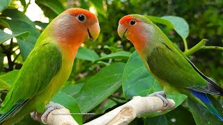 PeachFaced Lovebirds Sounds  RedHeaded Green Opaline amp RedFaced Dark Green [upl. by Lladnar32]