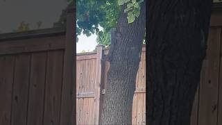 A squirrel perched on a tree branch showcasing its playful nature [upl. by Anad915]