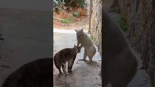 scottish fold reels reel keşfet short shorts keşfetteyiz baby kids my cat cats tiktok [upl. by Kepner228]