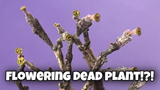 Euphorbia Platyclada blooming again in 2020  Zombie Plant  The Dead Succulent Plant  other update [upl. by Aerdnas]