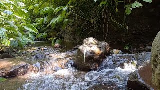 Relaxation with flowing river water birds chirping for better sleep meditation study SelfHealing [upl. by Ahsitauq356]