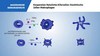 Kooperation Natürliche KillerzellenDendritische ZellenMakrophagen [upl. by Calbert726]