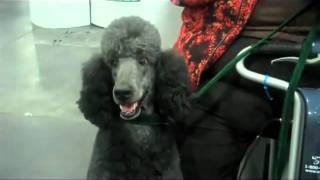 AKC Meet the Breeds Meet the Poodle [upl. by Tonnie379]