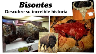 La increíble historia de los bisontes de Altamira a las grandes llanuras [upl. by Einehpets21]