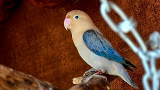 Live birds  love birds  birds Nesting  parrots  birds livestream [upl. by Urdna660]