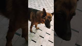 Thodi si Jo Pi Li haitrending dogowner germanshepherd petowner labradorlovers doglover [upl. by Cinderella45]