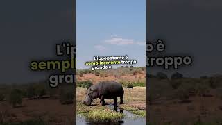 Giaguari vs Ippopotami viral shorts video tiktok animali [upl. by Akcinehs]