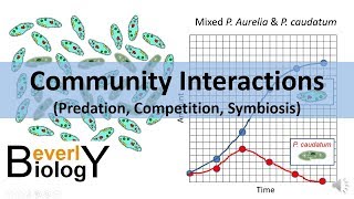 Community Interactions Competition Predation Symbiosis [upl. by Lenore]