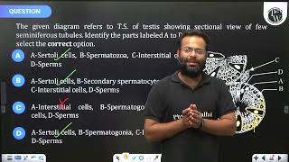 The given diagram refers to TS of testis showing sectional view of few seminiferous tubules I [upl. by Yanttirb187]