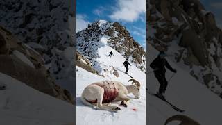 Kind Skier Rescues Seriously Injured Horned Sheep [upl. by Kcam450]