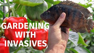 How to use Invasive Species in the Garden [upl. by Kier]