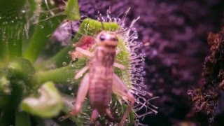 Drosera timelapse 2 [upl. by Lugo]