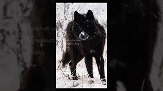 Odin’s wolves and ravens…Moose ᛗᛟᛟᛊᛖ themoosepage blessedbe [upl. by Nowaj]