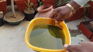 Jaivik kitnashak  desi khaiti  जैविक कीटनाशक HomeGarden [upl. by Melliw297]