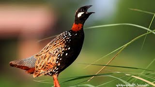 Black francolin Francolinus francolinus sound Call and song [upl. by Nabala]