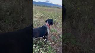 drahthaar quail dog training დრათჰაარი მწყერი [upl. by Hnaht273]