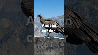 Andean condor Peruvian Andesytshorts youtubeshorts viralshorts shorts [upl. by Althea733]