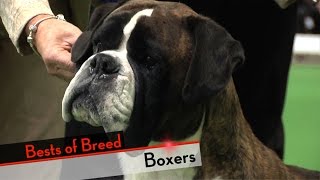 Boxer  Bests of Breed [upl. by Custer]