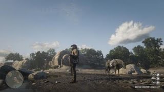 Red Dead Redemption 2  RDR2  DOUBLE CRESTED CORMORANT  LOCATION  ZOOLOGIST 31  SKIN DEEP SPAWN [upl. by Yarvis550]