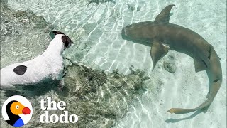 Dog Swims With Her Shark BFF Every Day  The Dodo [upl. by Nered]