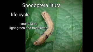 why not know about this important insect pest  Lifecycle control measure of Spodoptera litura [upl. by Lawley]