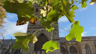 Tulip tree  leaves  October 2024 [upl. by Hawger706]