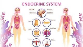 Endocrinesystemnotes endocrinesystem exocrinesystem notes glands [upl. by Portia]