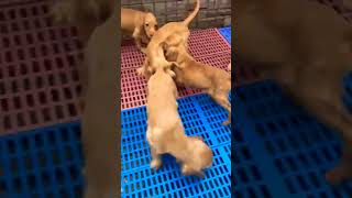 Cocker spaniel puppies dog 🐩 [upl. by Felipa904]