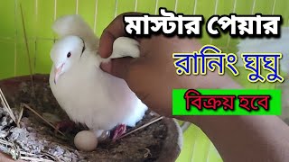 ডিম বাচ্চা করা সাদা রিংনেক অস্ট্রেলিয়ান ঘুঘু বিক্রয় হবে।ঘুঘু বিক্রয় হবে।Gogo Bikroy BD [upl. by Aiket]