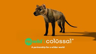 Saving Species On The Brink  Rewild x Colossal Biosciences [upl. by Floris]