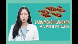 CARA MENGHILANGKAN KUTU RAMBUT DAN TELURNYA SAMPAI TUNTAS [upl. by Anwahsed]