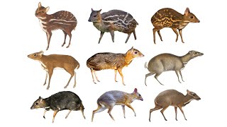 Species of MouseDeers Chevrotains  Family Tragulidae [upl. by Thorlay]