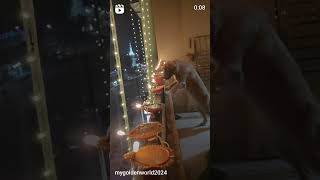 Goldies 1st Diwali 🪔🎆 youtubeshorts goldenretreivers doglover goldenpupppy diwali diwali2024 [upl. by Demetri]