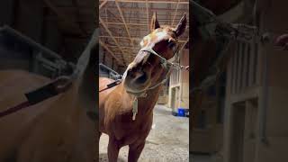 Happy Horse Quiet Evening at the Barn [upl. by Perkoff941]