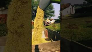 SIMRAN 676bestcombine COMBINE HARVESTER SHORTS VIRAL VIDEO [upl. by Fowle665]