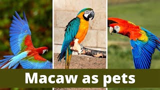 Macaw as pets  macaws as pets pros and cons  Different Types of Pet Macaws  macaw as pets facts [upl. by Razid444]