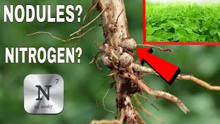 The Clover Food Plot NITROGEN HOAX [upl. by Lemaceon]