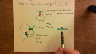 Integrins Part 3 [upl. by Shalom]