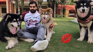 इंडिया के सबसे अच्छे Alaskan Malamute देखकर मज़ा आ Jaayega 😱😱 [upl. by Beane]