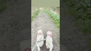 Sealyham Terrier walks around Stodmarsh Nature Reserve 26th March 2024 dogs nature canterbury [upl. by Imat]