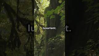 5 raisons pour lesquelles la forêt de Hoh est facts views viralshorts videos [upl. by Eleik961]