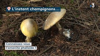 Linstant champignons  lamanite phalloïde [upl. by Lupita]