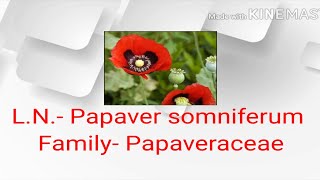 अफीम  Papaver somniferum  Medicinal uses and plant identification  अफीम के फायदे  Liveinayurveda [upl. by Adnawak591]