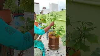 Mini Garden 🏡 Part 17  shorts youtube trending festival honey viral gardening garden [upl. by Verneuil]