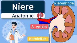 Niere  Aufbau und Funktion einfach erklärt [upl. by Eidoc]