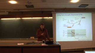 Neurobiology 6 Lec  Longterm Depression 78 [upl. by Falzetta]