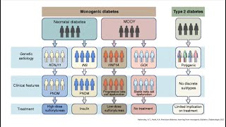 Maybe its MODY An Introduction to Monogenic Diabetes Webinar 2023 [upl. by Kemme]